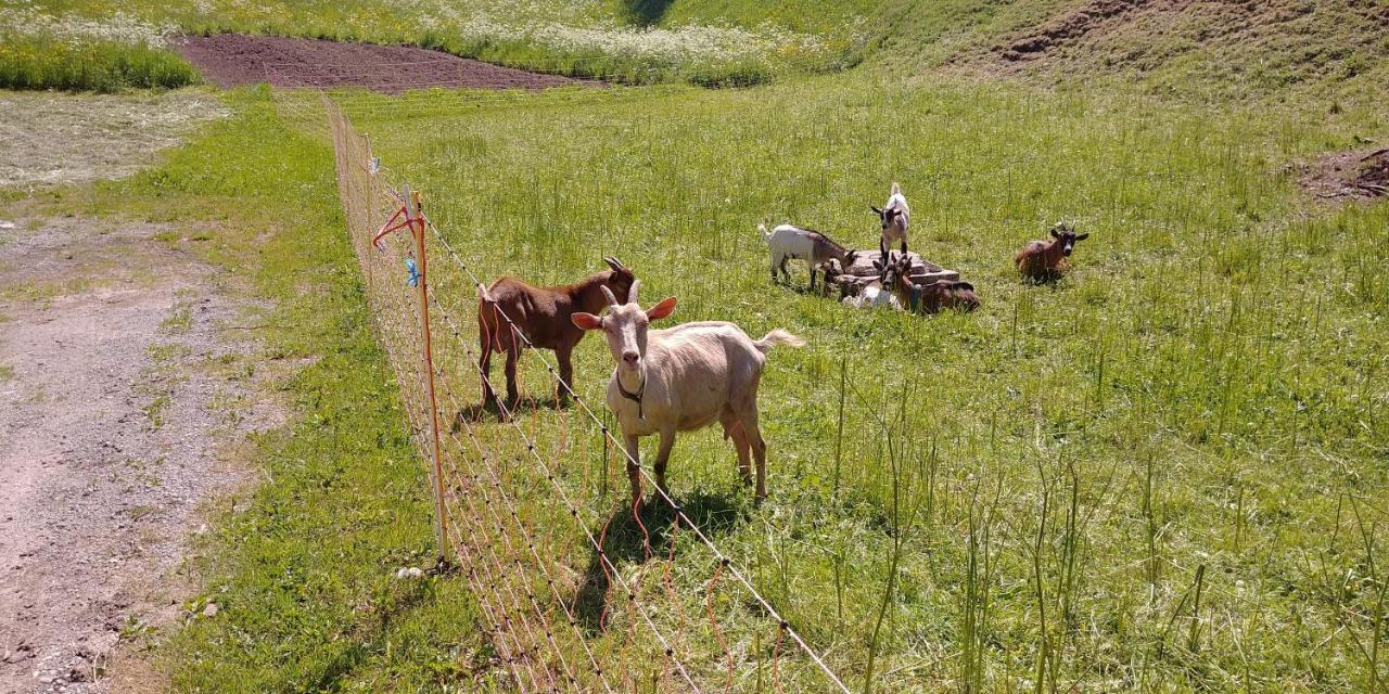 Tourist Farm Pr' Maretc Lägenhet Bohinjska Bistrica Exteriör bild